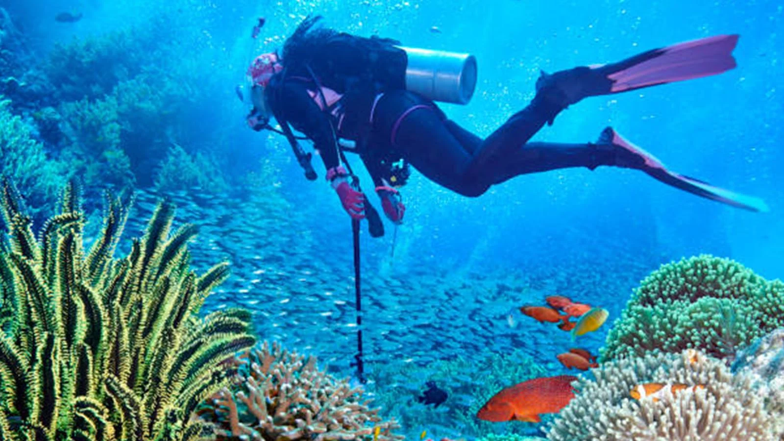Mola Mola dive Bali